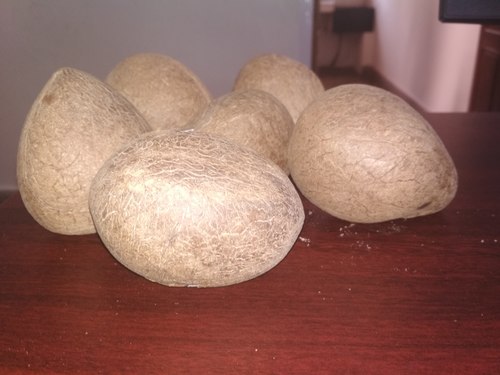 coconut copra coconut copra