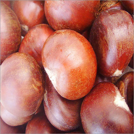 Dried Chestnut