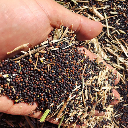 Non GMO Canola Seeds