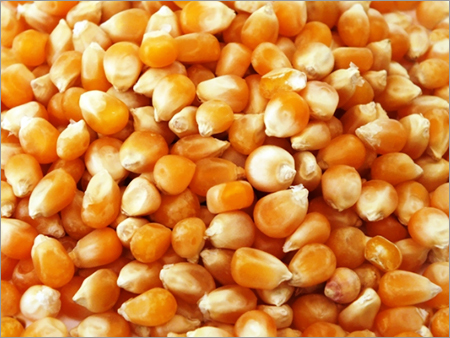 Yellow Corn Maize