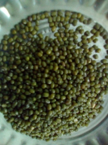 Green Millet Green Millet