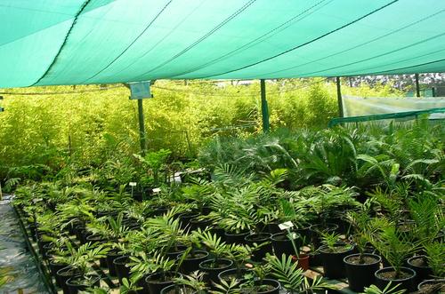 PLANT NURSERY SHADE NET