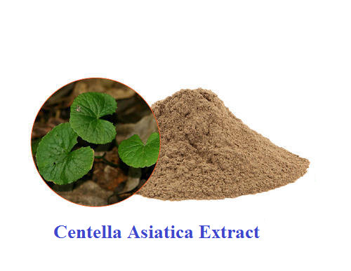 Centella Asiatica Extract Raw Material: Leaves