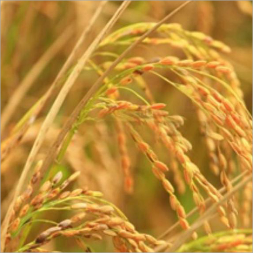 Paddy Rice