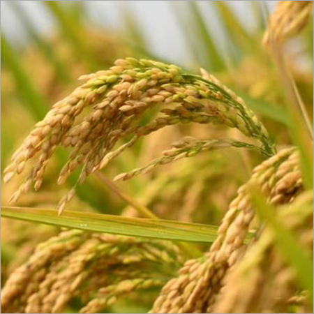 Rough Rice