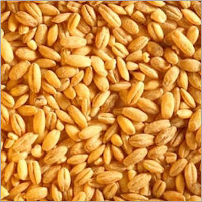 Organic Wheat