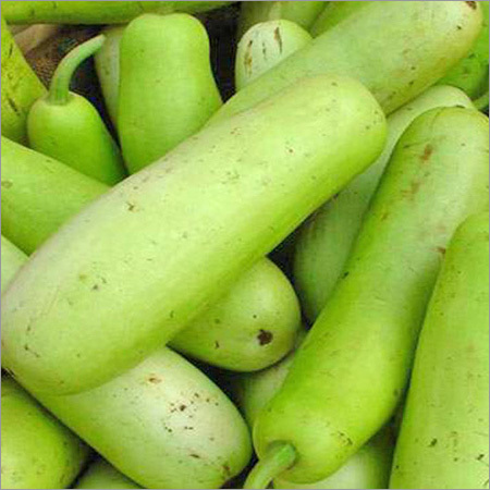Fresh Bottle Gourd - Chemical-Free, Bulk Packaging | Light Green Elongated Shape, Smooth Skin, Versatile Usage for Culinary Dishes