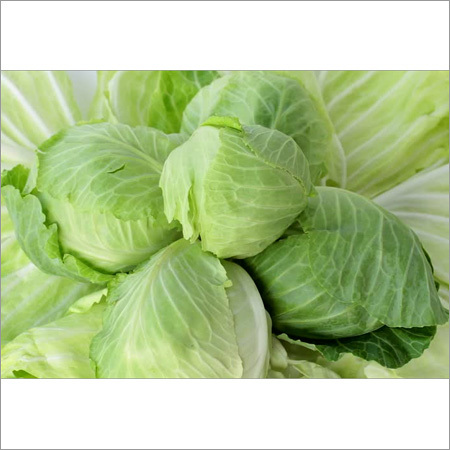 Fresh Cabbage - Green, Variable Diameter, Round/Oval Shape | Fresh, Healthy, Hygienic, Nutritious, Versatile, Multiple Leaves, Bulk/Net Packaging