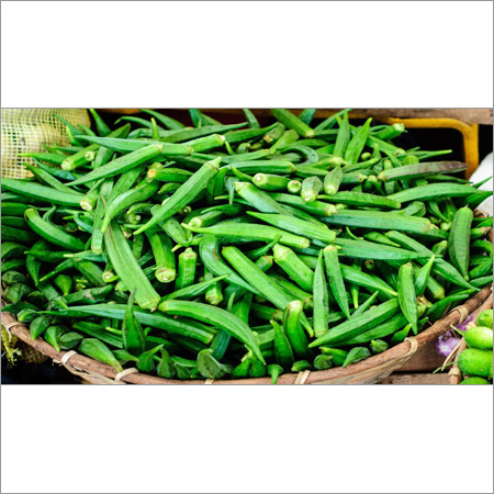 Fresh Okra - 4-8 Inches Long, Green Color | High Yield, Long Shelf Life, Versatile Use, Fiber Rich, Vitamin K Boost, Pre-Conception Benefit