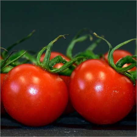 Fresh Tomatoes