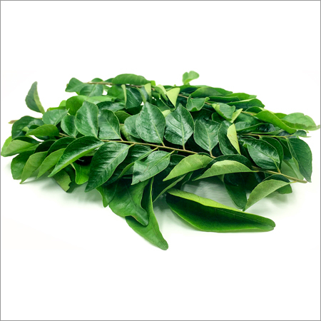 Curry Leaves - Bundle of 100-200 Fresh Green Leaves | Aromatic, Flavorful, Nutritious, Medicinal, Versatile for Culinary and Wellness Uses