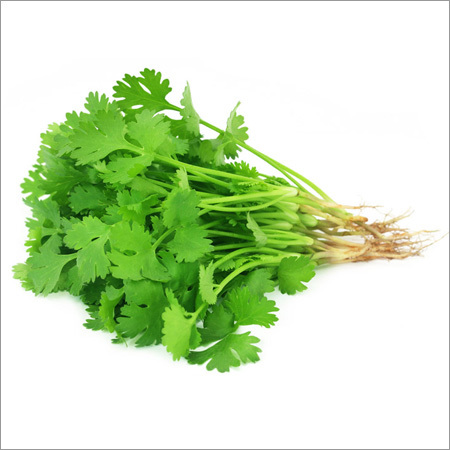 Fresh Coriander Leaves