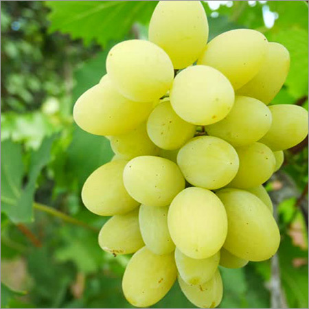 Fresh Grapes - Variable Size, Greenish-Yellow Color | Fresh, Hygienic, Juicy, Nutritious, Long Shelf Life, Various Culinary Uses