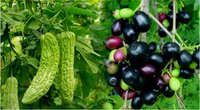 Diabohills Kit - Medicine for Liver, Diabetes & Healthy Blood Sugar