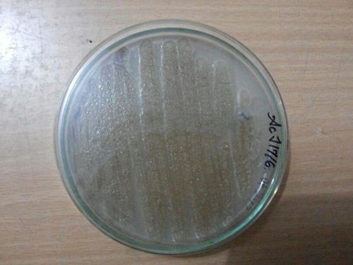 Acetobacter 1