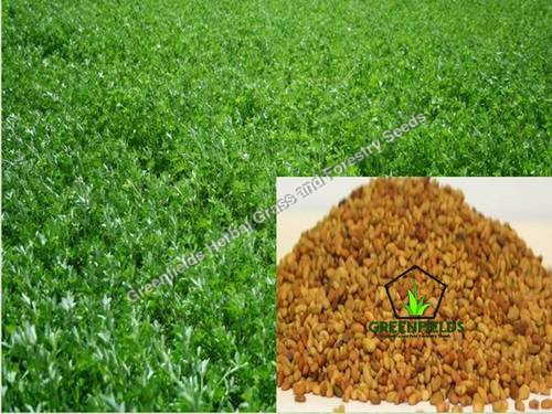 Alfalfa Seeds Medicago Sativa