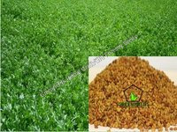 Alfalfa Grass Seeds Medicago Sativa