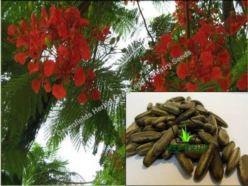 Gulmohar Seeds Delonix Regia