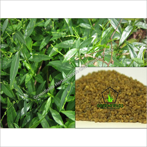 Kalmegh Seeds Andrographis Paniculata Purity: 100%