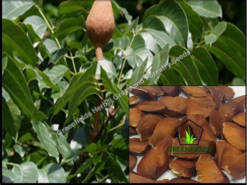 Mahogany Seeds Swietenia Macrophylla Purity: 90%