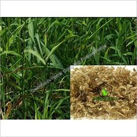 Palmarosa Grass Seeds Cymbopogon Martinii