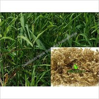 Grass  / Fodder / Forage Seeds