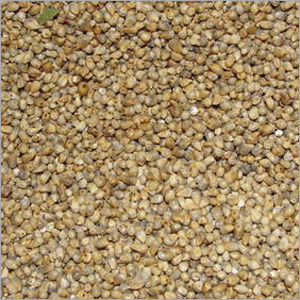 Common Green Millet Bajra