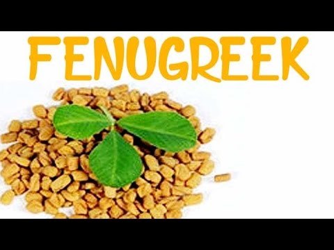 Fenugreek