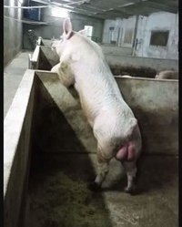 Large White Pig