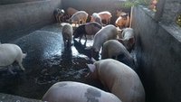 Pig Farming