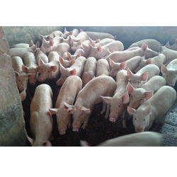 Boar Farm Piglets