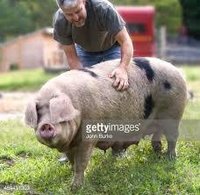 Breeding Pig
