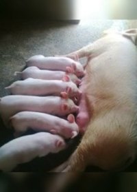 Female Breeding Pig