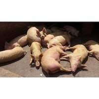 Yorkshire Pigs