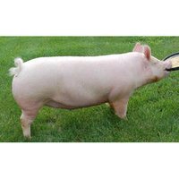 Yorkshire Breeding Pigs