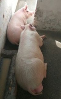 Healthy Piglets