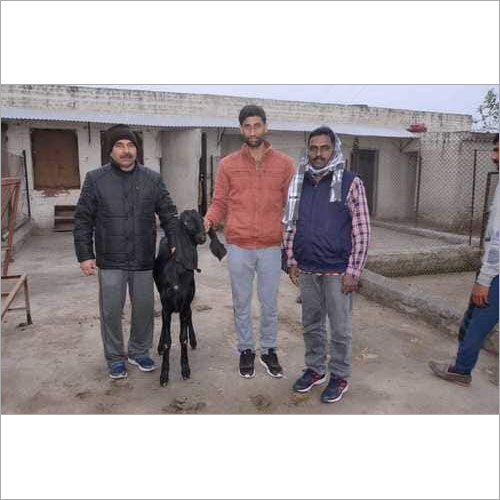 Goat Farming Training Services Goat Farming Training Services