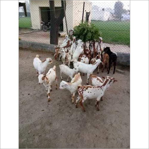 Barbari Goat Farming Training Service