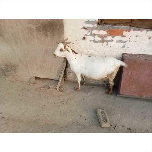 Bari Goat Farming
