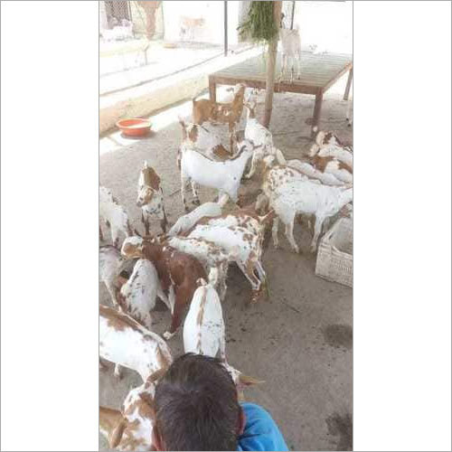 Barbari Goat Barbari Goat