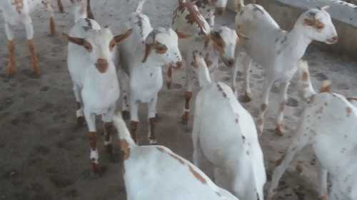 Barbari Goat Training Services