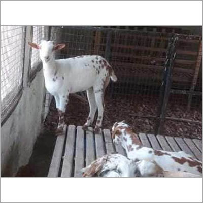 Goat Farming Consultancy Goat Farming Consultancy