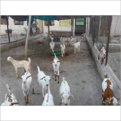 Goatery Consultancy