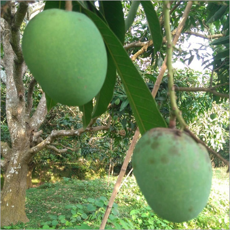 Green Mango