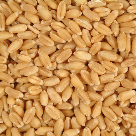 Organic Wheat