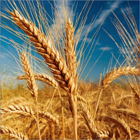 Milling Wheat