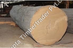 Yellow Meranti Logs