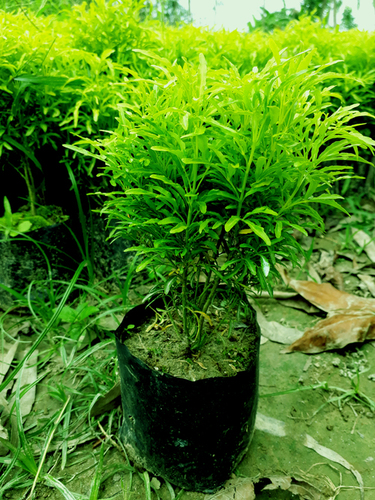 Aralia Plants - Dwarf Size 15-25 cm Green/Golden Leaf Variety