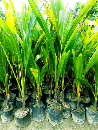 Coconut Plants - Hybrid Bud, Stem Length: 145-155 cm | Premium Quality Plant for Sustainable Cultivation