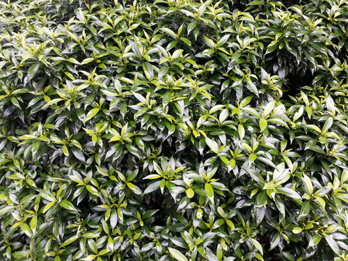 Chandini Plants - Dried Jasmine Flowers 15-25 cm Stem Length Elegant White Blooms